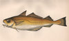 POOR COD. Trisopterus minutus, Cepelan, Capelan. COUCH. Fish 1862 old print