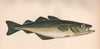 POLLOCK. Pollachius pollachius, Pollack, lieu jaune, lythe. COUCH. Fish 1862