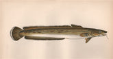COMMON LING. Molva molva, European Ling. COUCH. Fish 1862 old antique print