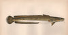COMMON LING. Molva molva, European Ling. COUCH. Fish 1862 old antique print