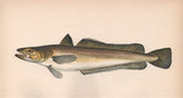 HAKE. Merluccius merluccius, European Hake. COUCH. Fish 1862 old antique print