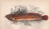 THREE-BEARDED ROCKLING. Gaidropsarus vulgaris. COUCH. Fish 1862 old print