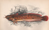 THREE-BEARDED ROCKLING. Gaidropsarus vulgaris. COUCH. Fish 1862 old print