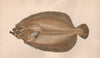 MEGRIM. Lepidorhombus whiffiagonis, Whiff, Sail fluke. COUCH. Fish 1862 print