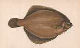COMMON DAB. limanda limanda. COUCH. Fish 1862 old antique print picture