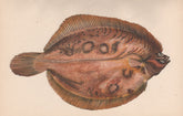 LEMON SOLE (VARIETY) Pleuronectes microcephalus Smear/Lemon Dab COUCH Fish 1862