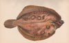 LEMON SOLE (VARIETY) Pleuronectes microcephalus Smear/Lemon Dab COUCH Fish 1862