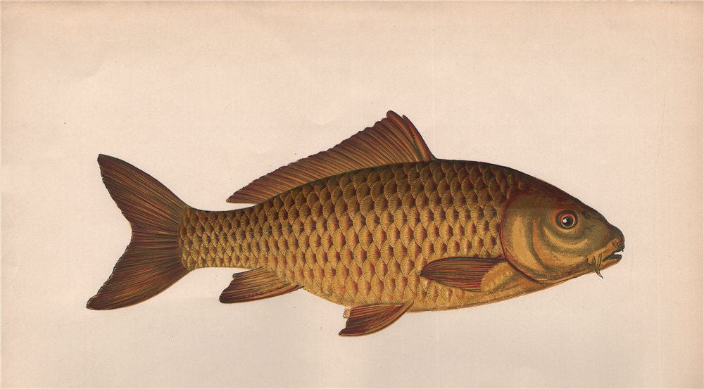 CARP. Cyprinus Carpio. COUCH. Fish 1862 old antique vintage print