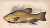 TENCH. Tinca tinca, Tanche, Zeelt, Suter, Schlei. COUCH. Fish 1862 old print