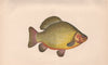 CRUCIAN CARP. Carassius carassius, Bronze Carp. COUCH. Fish 1862 old print