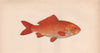 GOLDFISH. Cyprinus auratus, Gibel carp, Prussian Carp. COUCH 1862 print