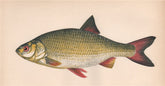 COMMON RUDD. Scardinius erythropthalmus, Redeye, Finscale. COUCH. Fish 1862