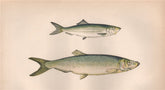 SPRAT WHITEBAIT Aphya phalerica Clupea sprattus/alba/latulus COUCH Fish 1862