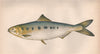 TWAIT SHAD. Alosa fallax, Twaite shad. COUCH. Fish 1862 old antique print