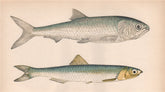 TWAITE SHAD; ANCHOVY. Alosa fallax, Clupea encrasicolus. COUCH. Fish 1862