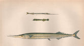 GARFISH HALFBEAK SKIPPER. B. belone, Scomberesox saurus saurus,Saury. COUCH 1862