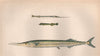 GARFISH HALFBEAK SKIPPER. B. belone, Scomberesox saurus saurus,Saury. COUCH 1862