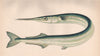 GARFISH. Longnose. Hornbeak; Acus Oppiani/alia, Esox Belone vulgaris. COUCH 1862