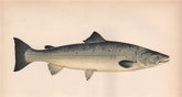 ATLANTIC SALMON. Salmo salar. COUCH. Fish 1862 old antique print picture