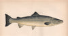 ATLANTIC SALMON. Salmo salar. COUCH. Fish 1862 old antique print picture