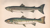 SLENDER SALMON BLUE POLE Hucho/gracilis/albus/salar Whitling COUCH Fish 1862