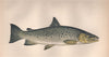 FEROX TROUT. Lake Trout, Salmo ferox. COUCH. Fish 1862 old antique print