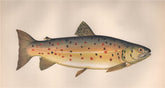 GILLAROO TROUT. Salmo stomachicus; Gizzard Trout. COUCH. Fish 1862 old print