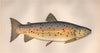 GILLAROO TROUT. Salmo stomachicus; Gizzard Trout. COUCH. Fish 1862 old print