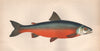 COLE'S CHAR. Enniskillen Char; Salmo Colei; Salvelinus Colei. COUCH. Fish 1862