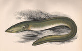 SHARP-NOSED EEL. European Eel, Anguilla anguilla/acutirostris. COUCH. Fish 1862