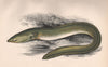 SHARP-NOSED EEL. European Eel, Anguilla anguilla/acutirostris. COUCH. Fish 1862