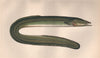 DUBLIN EEL. European Eel, Anguilla anguilla/Hibernica. COUCH. Fish 1862 print