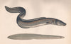 CONGER EEL; MORRIS EEL. Conger conger. COUCH. Fish 1862 old antique print