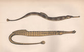 GREATER & BROAD-NOSED PIPEFISH. Syngnathus acus & typhle. Sargassum. COUCH 1862