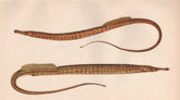 SNAKE PIPEFISH & VARIETY. Entelurus aequoreus, Ocean pipefish. COUCH 1862