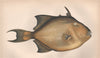 GREY TRIGGERFISH. Balistes Capriscus. COUCH 1862 old antique print picture