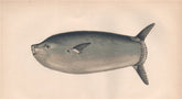 LONGER SUNFISH. Orthagoriscus oblongus/truncatus, Cephalus. COUCH 1862 print
