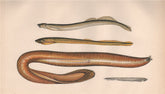 BROOK/MUD LAMPREY HAGFISH LANCELET. Lampetri planeri. Borer. Myxini. COUCH 1862