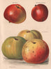 APPLES. Irish Peach; Lord Grosvenor; Stirling Castle, Yorkshire Beauty 1892