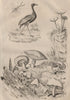 Agami (Pale-winged Trumpeter). Fungi. Agaric. Agaonidae (Fig wasp) 1834 print