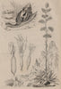 Agathine Mauritienne. Snail. American Agave; Flowers & fruit 1834 old print
