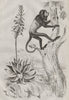 PRIMATES/PLANTS. Aloés (Aloe). Alouate (Howler Monkey) 1834 old antique print
