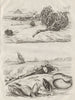 Rose Jericho tumbleweed. Goose barnacles. Anatina clam. Olive snail 1834 print