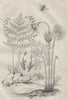 PLANTS. Andrée. Andrena bee. Anemia fern. Anemone 1834 old antique print