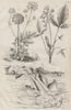 Angel Shark. Angelique (Garden Angelica). Angusture (Angostura) 1834 old print