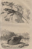 Anolis lizard. Anodonta mussel 1834 old antique vintage print picture