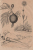 Arnica. Arpenteuse (Inchworm). Arrosoir. Artocarpus (Breadfruit) 1834 print