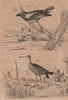 BIRDS. Barbu (Berbet/Barbet). Barge (Black-tailed Godwit) 1834 old print