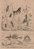 Callichroma & Callidium beetles. Callimorpha moths. Sculpin fish. Calliroé 1834