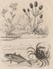 Kingfish.Shore crab.Cardamine/cuckooflower.Dipsacus fullonum/Wild teasel 1834